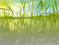 Environmental Living